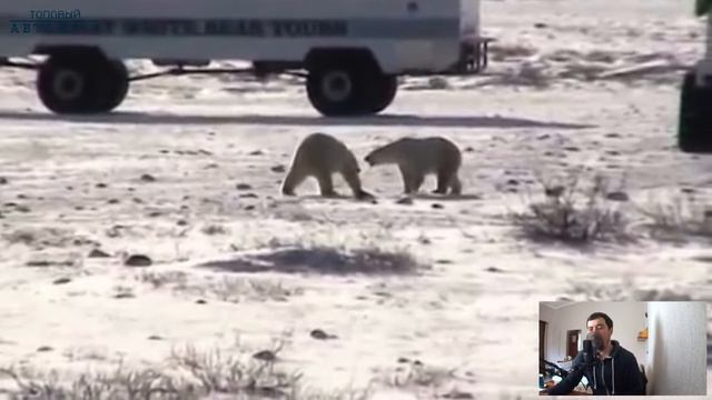 ОГРОМНЫЙ отель на колесах который создали только ради тех кто любит понаблюдать за белыми медведями смотреть онлайн