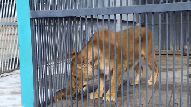 Львята в Карагандинском ЗООПАРКЕ! смотреть онлайн