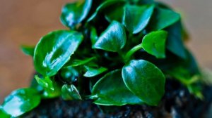 АНУБИАС. СОДЕРЖАНИЕ В АКВАРИУМЕ.