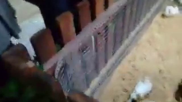 Коза и свинья дружная семья смотреть онлайн