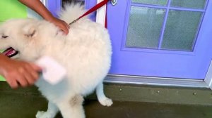 САМОЕДСКАЯ ЛАЙКА ВСЕ О ПОРОДЕ. ИНТЕРЕСНЫЕ ФАКТЫ