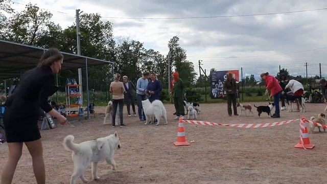 03.06.2023, СПб. Клуб "Звезда Невы". Выставка собак всех пород "КУБОК МЕЧТЫ" смотреть онлайн