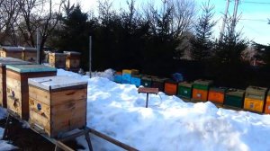 Конец зимовки. Облет. Посылки - Обзор.mp4