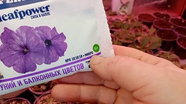 🌺Очень важная вторая подкормка семенной петуньи после пересадки.🌺 смотреть онлайн