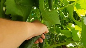 СУПЕР УРОЖАЙНЫЙ СОРТ ОГУРЦОВ "НАСТОЯЩИЙ ПОЛКОВНИК" СОБИРАЕМ УРОЖАЙ??? ПОКАЗЫВАЮ ? ТЫКВЫ И КАБАЧКИ