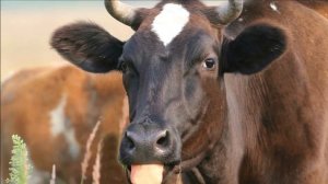 Разведение Симментальских коров как бизнес идея | Симментальская порода коров