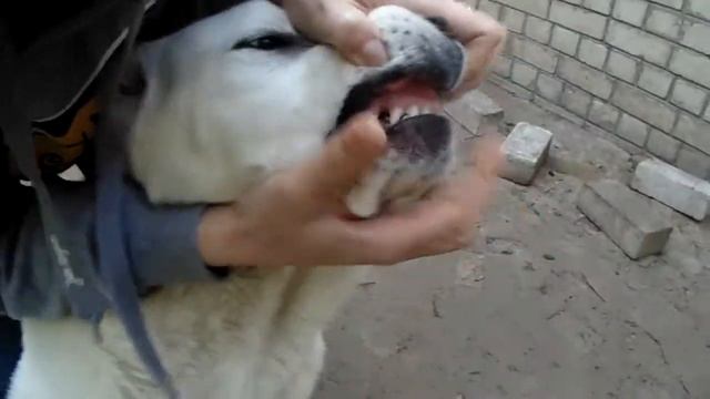 Прикус Азиата 2 смотреть онлайн