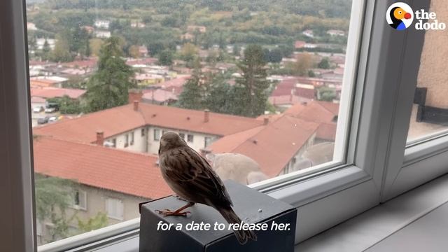 Couple Rescues Baby Sparrow And Turns Their Living Room Into A Habitat | The Dodo смотреть онлайн