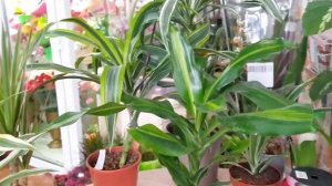 драцена душистая, драцена елоу Кост, Лемон лайм, варнески, масаджена