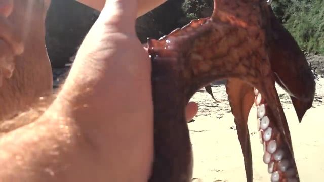 ПОЙМАЛИ ОСЬМИНОГА смотреть онлайн