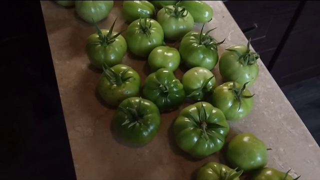 Дозревание ЗЕЛЕНЫХ томатов/Что делать если помидоры не успели созреть смотреть онлайн