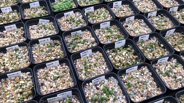 How To Grow Lithops From Seed - Part II - PLUS Rare Lithops Hybrids From Japan смотреть онлайн