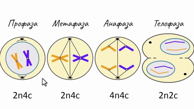 Талдықорған агро техникалық колледжі Молдабаев Ж.Е. Митоз смотреть онлайн