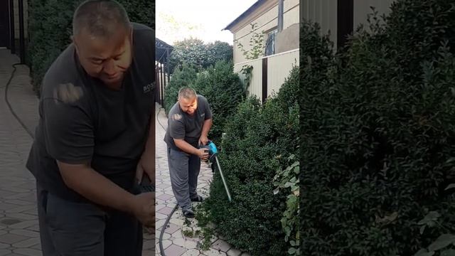 Стрижка самшита в форме елки / Как стрич самшит / стрижка самшита #самшит смотреть онлайн