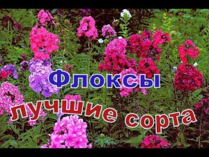 Флоксы лучшие сорта