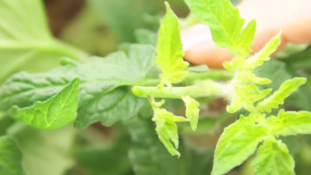 Step 11: Pinching and Pruning смотреть онлайн