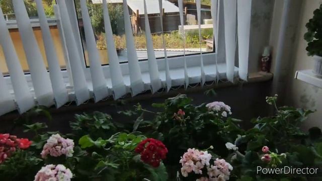 Мои пеларгонии, большой обзор пеларгоний в августе, в доме и на участке смотреть онлайн