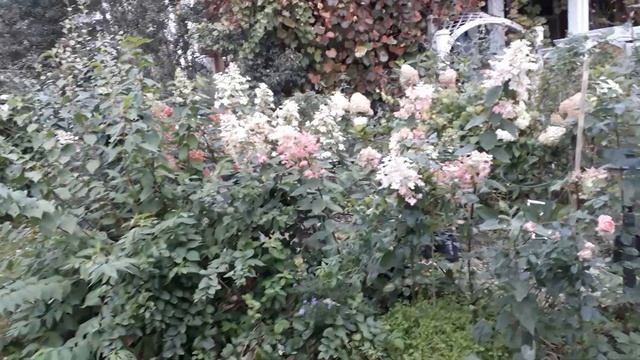 Гортензия на штамбе. Формирование. смотреть онлайн