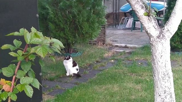 Осенние мотивы. Подписчикам и гостям канала для настроения смотреть онлайн