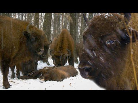 ОПЛАКИВАНИЕ ЗУБРЁНКА | Film Studio Aves