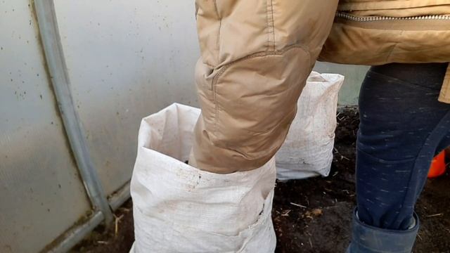 Ранние огурцы. Высадка рассады в теплицу .