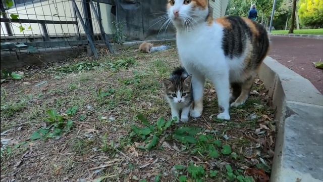 топ 5 котов в блендере прикол смотреть онлайн