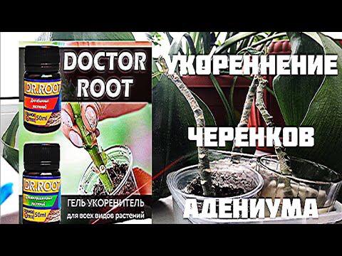 Doctor Root. Укоренение черенков адениума. Часть 1 смотреть онлайн