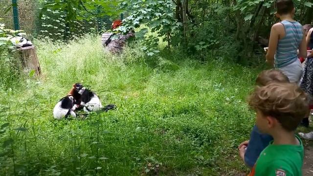Зоопарк в восточном Берлине, Zoo in Ost-Berlin - Tierpark смотреть онлайн