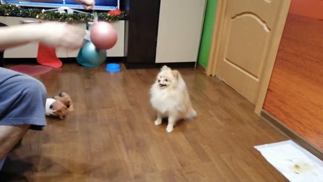 ШПИЦ - БОКСЁР / POMERANIAN SPITZ-BOXER смотреть онлайн