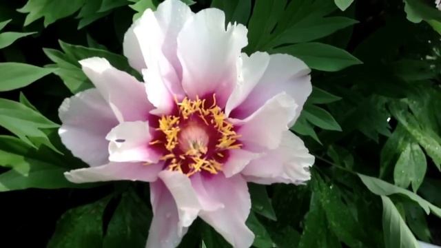 Peony Cora Louise (Itoh Hybrid) - www.peonyshop.com смотреть онлайн