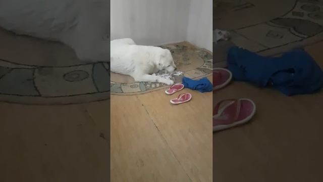 Рождение белого медвежонка смотреть онлайн