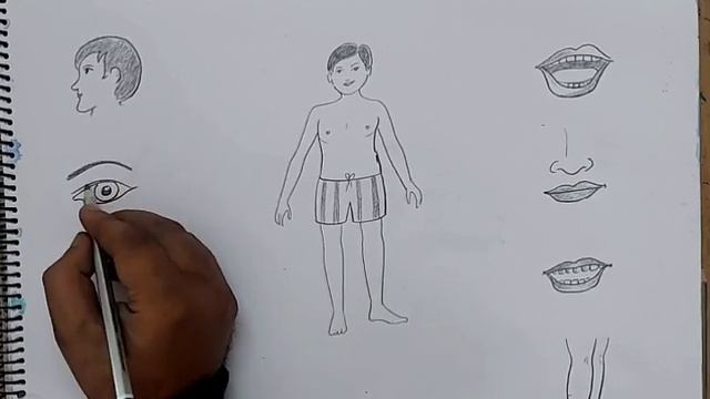how to draw body parts I how to draw body parts for kindergarten I смотреть онлайн