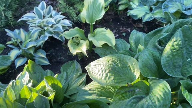 Сад хост в Бийске. Hosta garden. Любимые хосты!!!??? смотреть онлайн