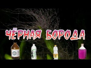 КАК БОРОТЬСЯ С ЧЁРНОЙ БОРОДОЙ В АКВАРИУМЕ