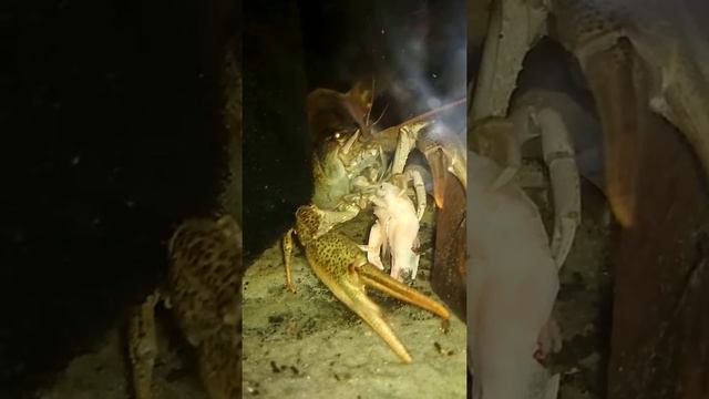 Рак ест креветку в аквариуме смотреть онлайн