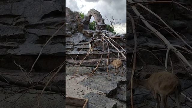 винторогий козёл, мархур, capra falconeri heptneri, markhor смотреть онлайн