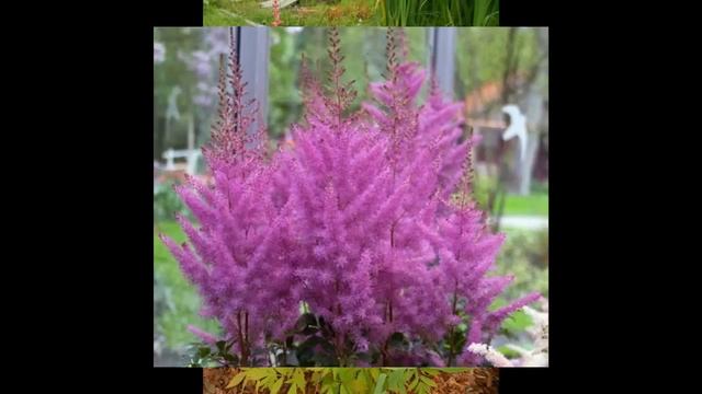 Астильба НЕМО Astible Nemo (arendsii) смотреть онлайн