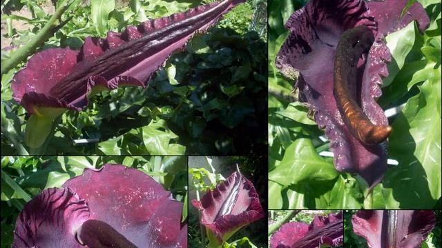 Arum Dracunculus - Dracunculus Vulgaris 2017 by Costante Bonvini смотреть онлайн