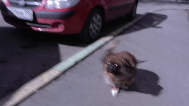 ЗАЧЕМ ПЕДАГОГИ КРИТИКУЮТ ИЗВЕСТНЫХ МУЗЫКАНТОВ смотреть онлайн