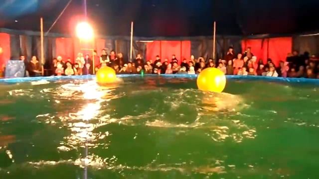 Таганрог дельфинарий в парке Горького.MP4 смотреть онлайн