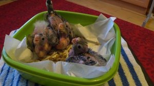 Кормление птенцов Корелл Искусственное выкармливание птенцов