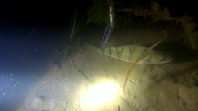 Щука 8 кг. Подводная охота в Курском районе, р. Сейм. 22.06.2021. Трофей!!!! смотреть онлайн