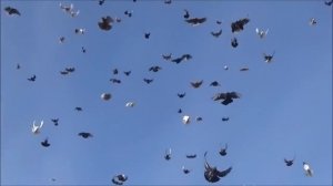 Серпастый полёт голубей! Арик!