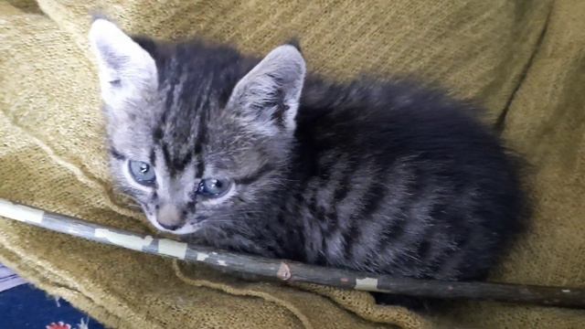 #котенок#доброй ночи#зима#холодно#22января2023#Kitty#Good night#winter#cold# January 22, 2023# смотреть онлайн