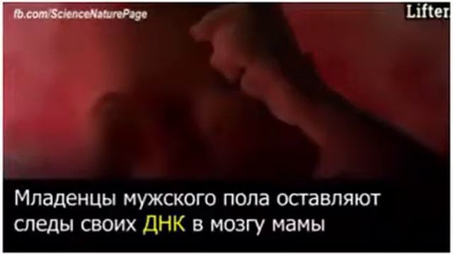 Связь между матерью и ее ребенком действительно поразительна смотреть онлайн
