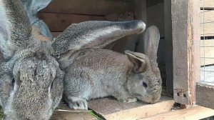 Кролики породы Фландр | О кроликах больших и маленьких | Обзор