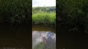 Рыбалка на р. Суйда! Ленинградская область #рыбалка #рыбалканаспиннинг