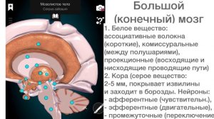 Конечный мозг. Анатомия. Строение, функции, белое вещество, серое, базальные ядра, зоны коры