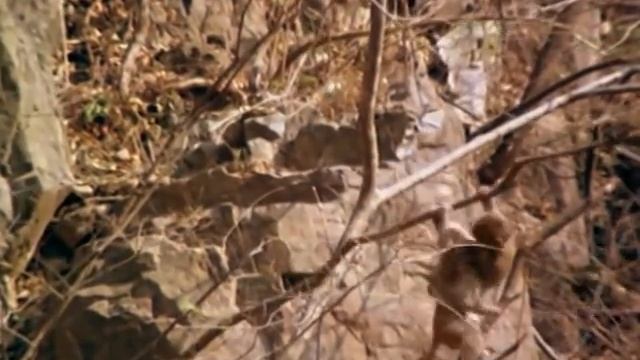 Wild China: Monkeys of the Middle Kingdom | Monkey Documentary | Natural History смотреть онлайн