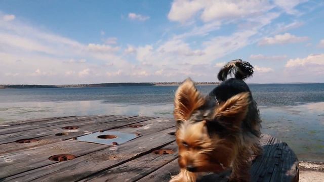 8 месяцев йорку: Устрицы Скифии на Тилигульском лимане (отдых с йоркширским терьером на природе) смотреть онлайн